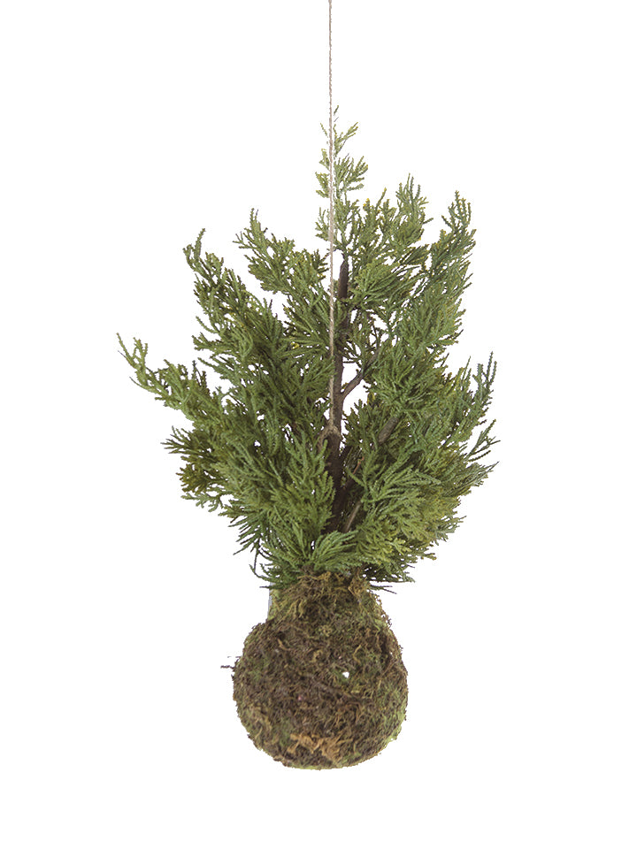 Cypress Tree in Moss Pot