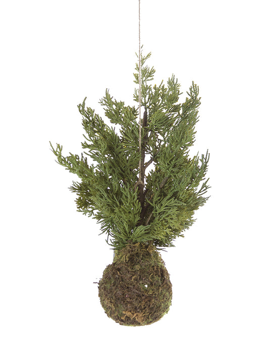 Cypress Tree in Moss Pot