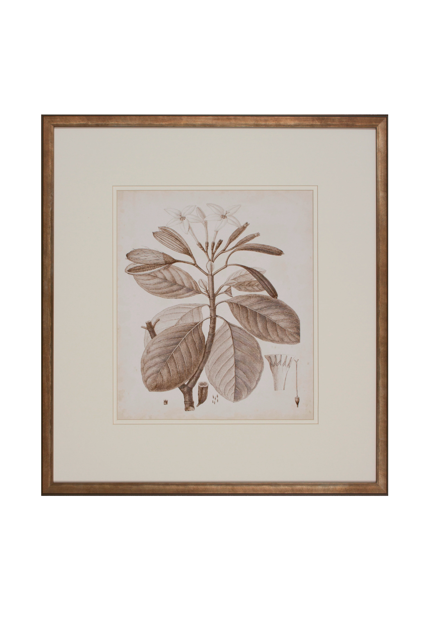 Antique Sepia Botanical VIII