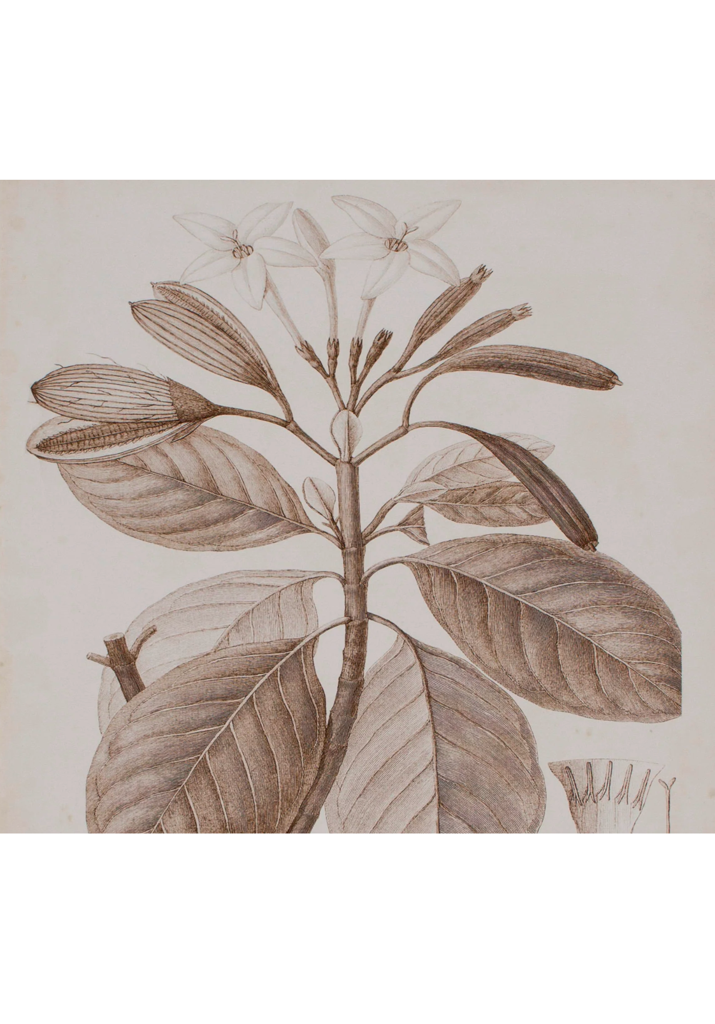 Antique Sepia Botanical VIII