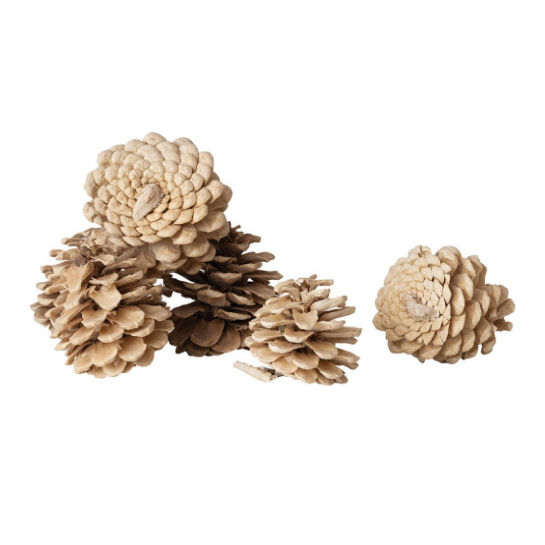 Dried Natural Pinecones