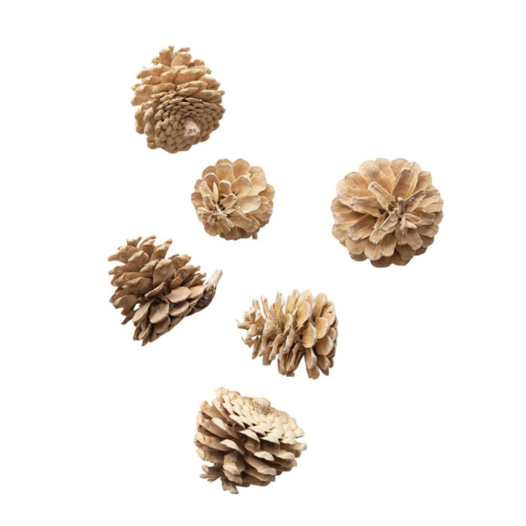 Dried Natural Pinecones