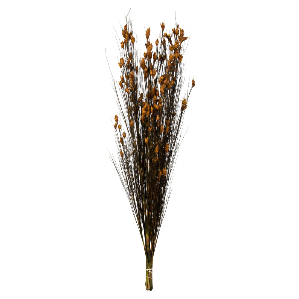 Bell Grass with Seed Pods, 15-20"