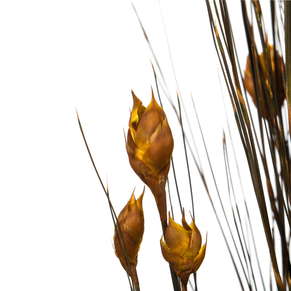 Bell Grass with Seed Pods, 15-20"