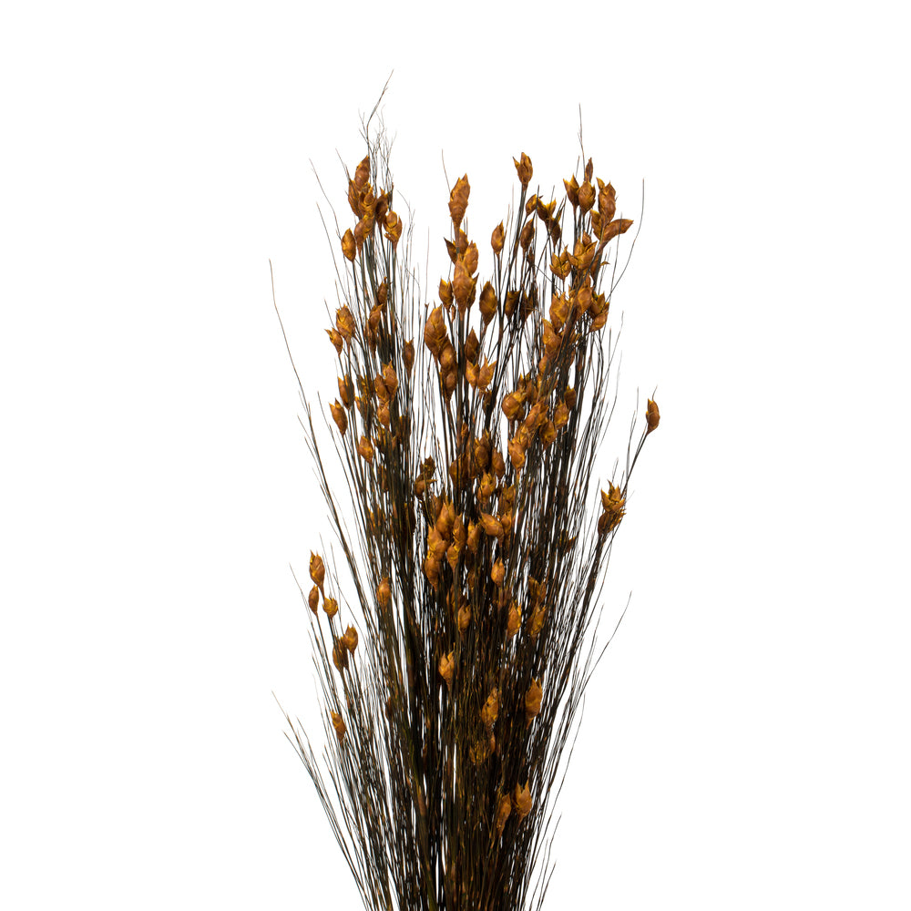 Bell Grass with Seed Pods, 15-20"