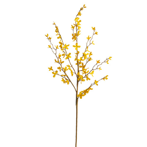 Forsythia Branch