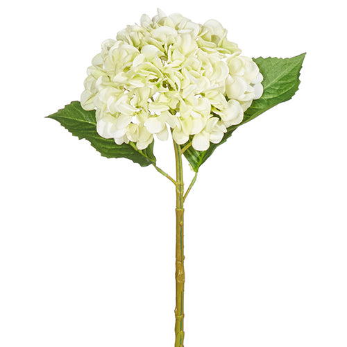 Light Green Hydrangea Stem