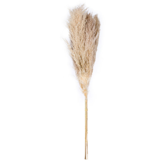 Dried Pampas Grass