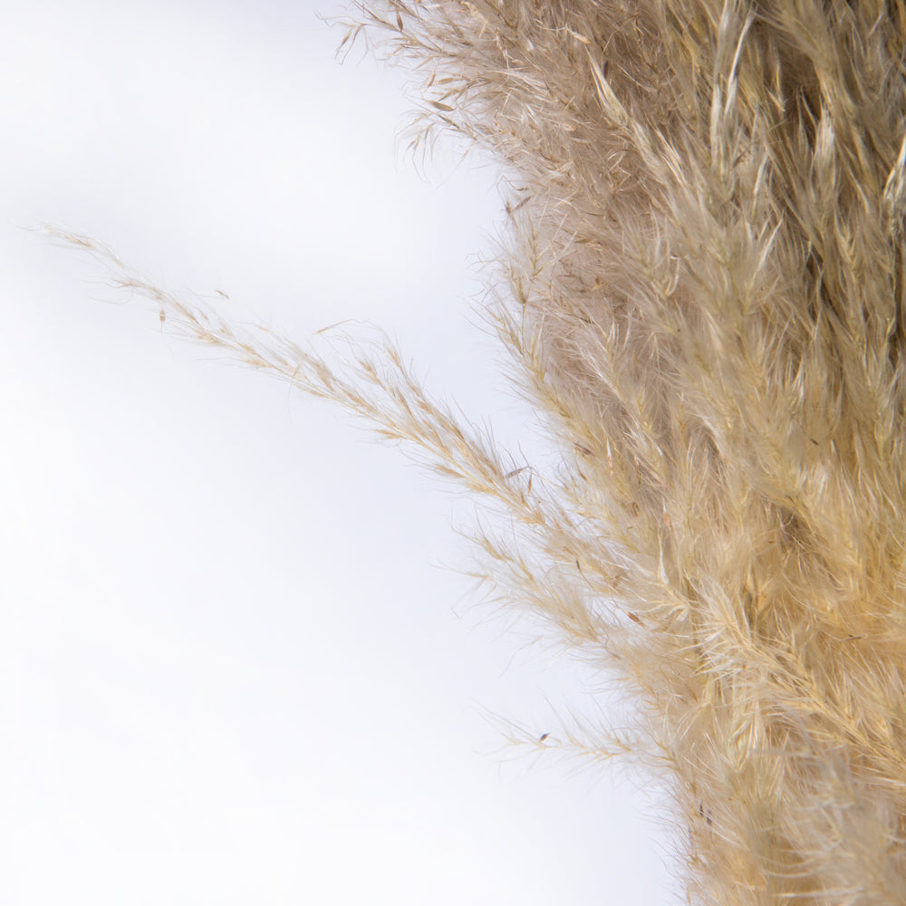 Dried Pampas Grass