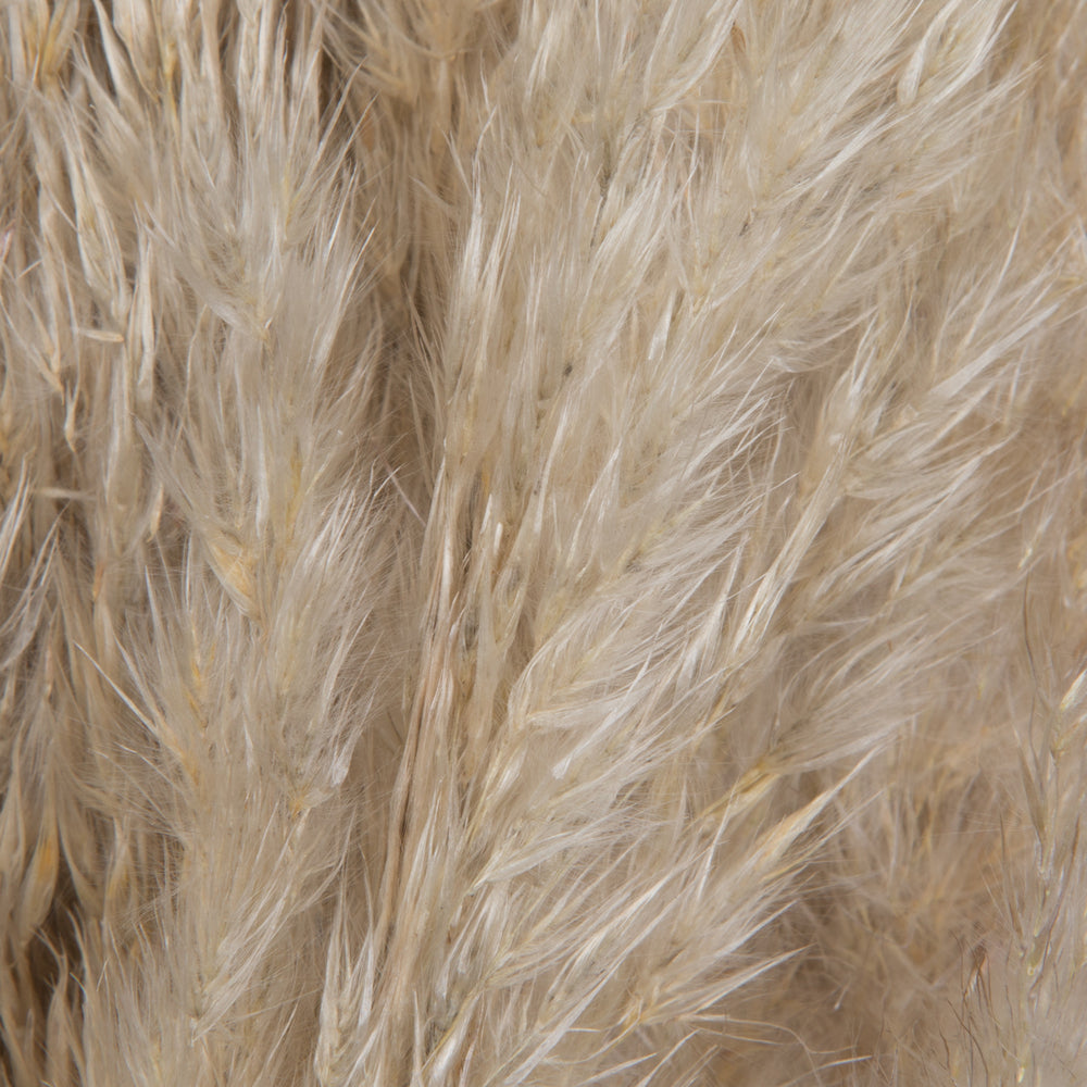 Dried Pampas Grass