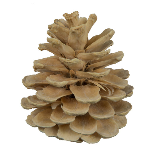 Bleached Pine Cones