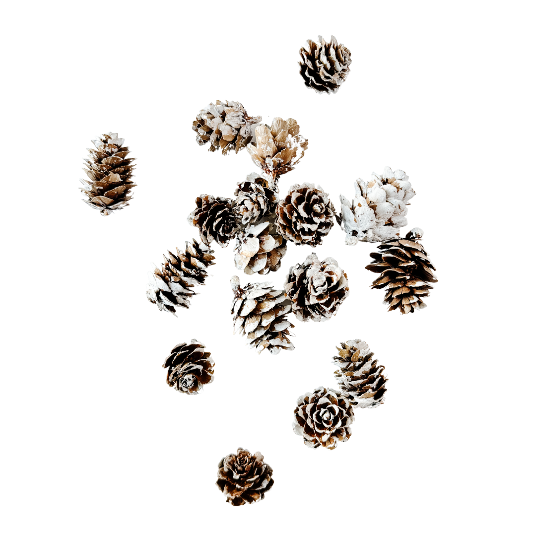 Dried Pinecones with Snow Finish