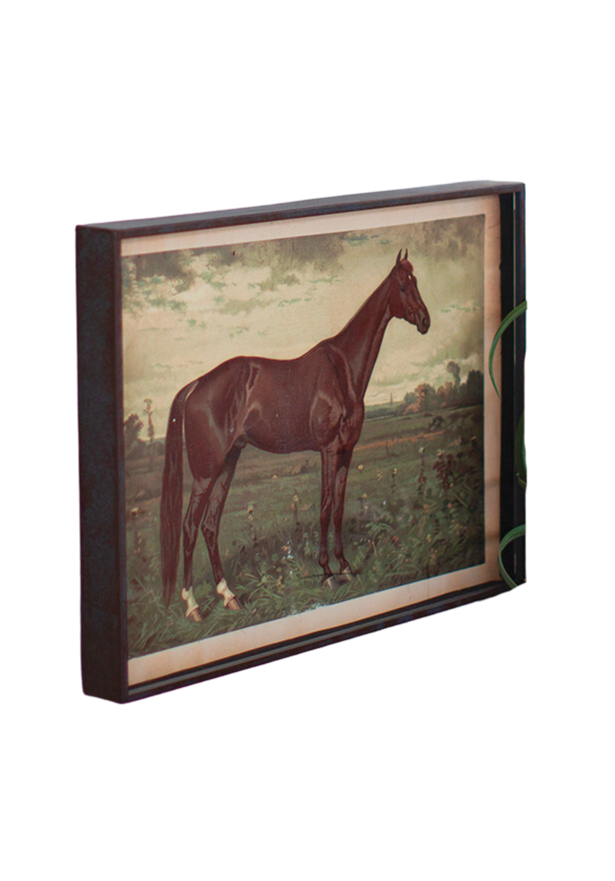 Wild Horse Framed Print