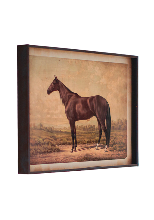 Wild Horse Framed Print