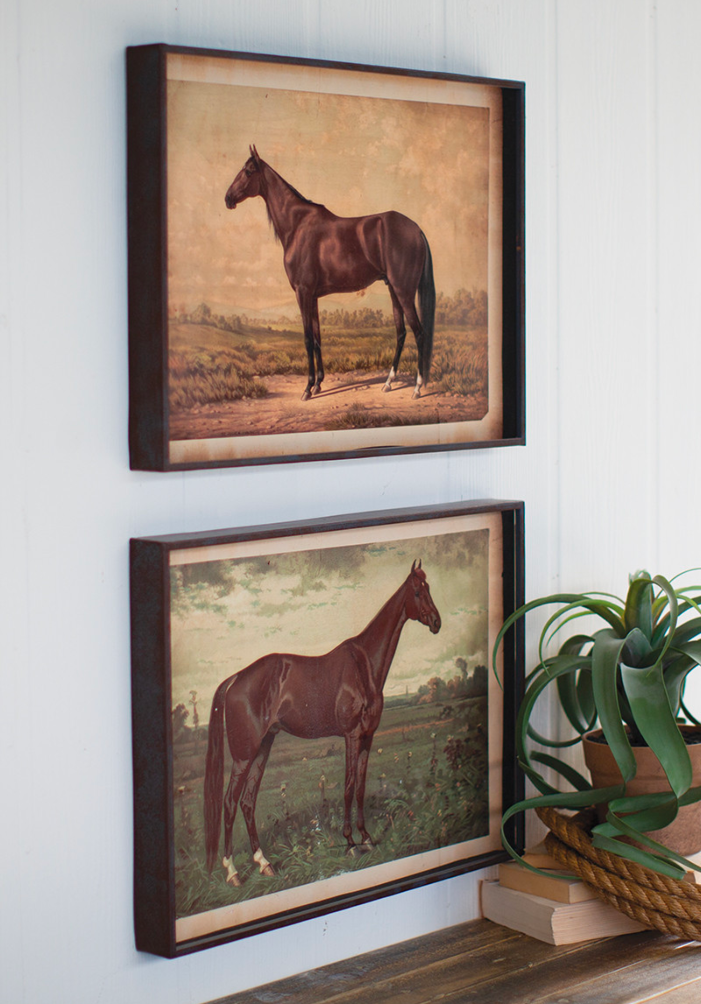 Wild Horse Framed Print